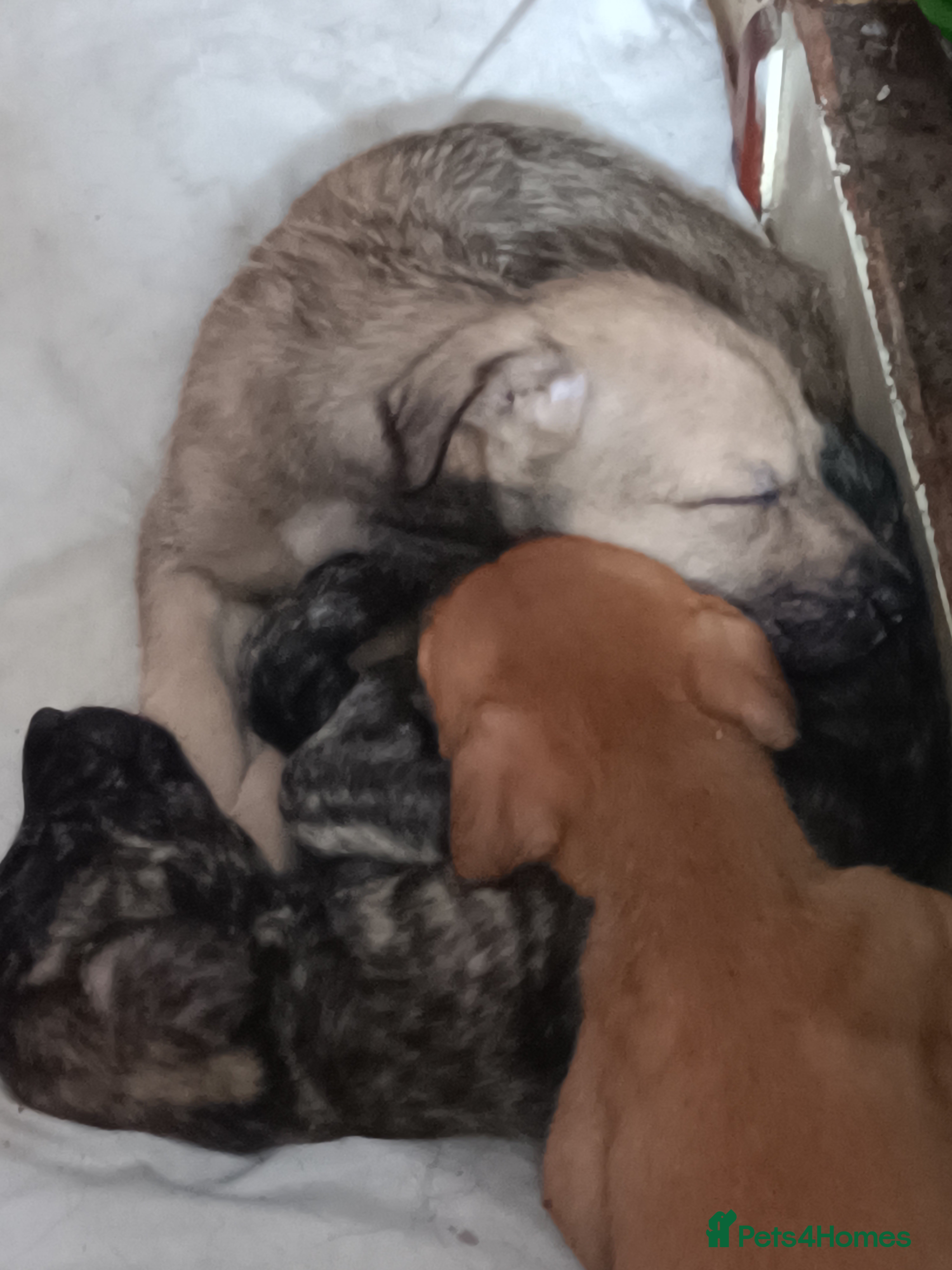 Lurcher dogs for sale: 10 Outstanding Lurcher Puppies in Conwy - Advert 2