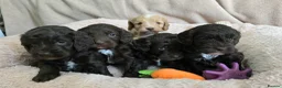 Cockapoo dogs for sale: F1 Chocolate Cockapoos. DNA Health Tested - Advert 12
