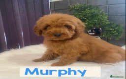 Miniature Poodle dogs for sale: Gorgeous Red Minature Poodles Puppies  - Image 22