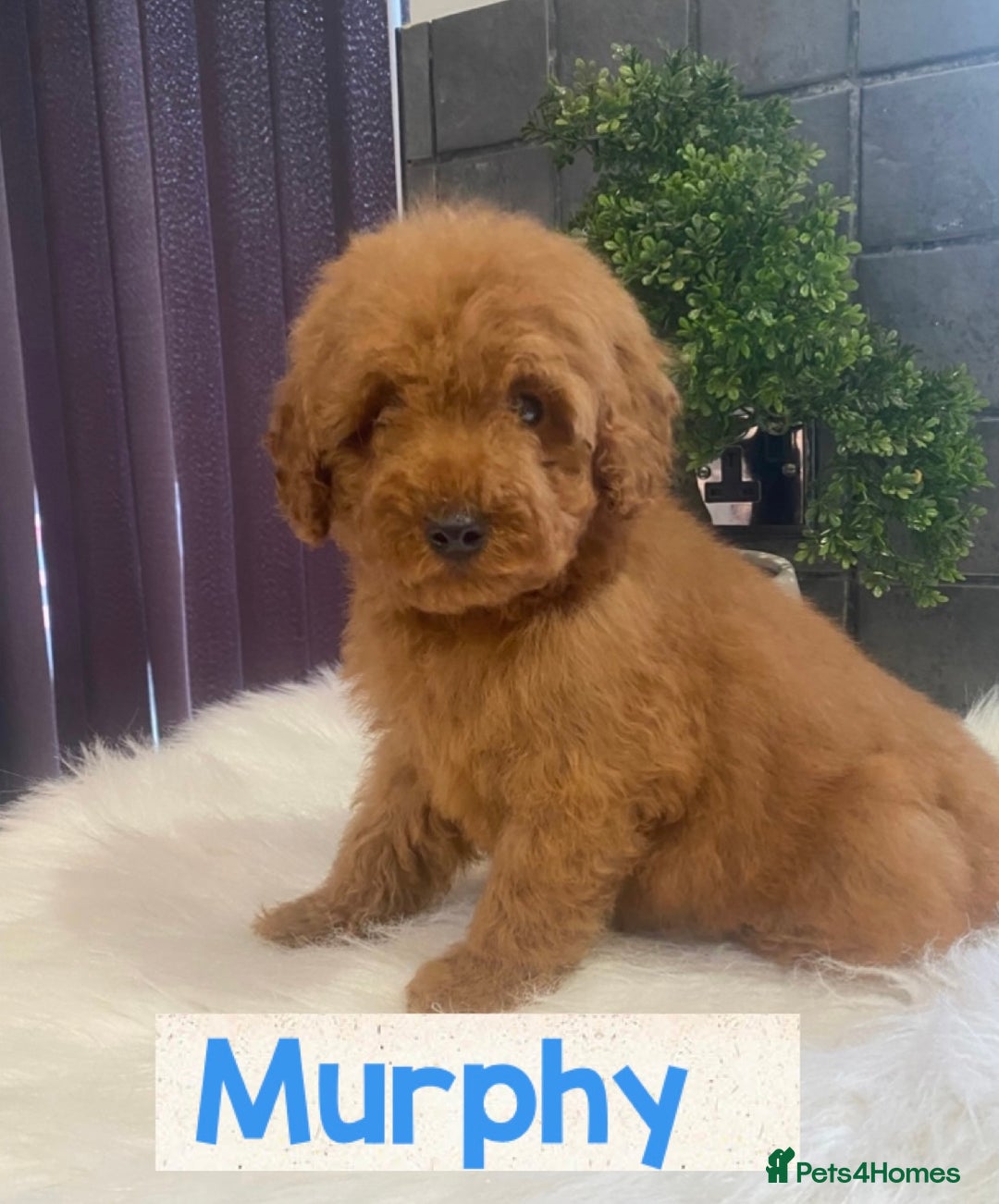 Miniature Poodle dogs for sale: Gorgeous Red Minature Poodles Puppies  - Image 22
