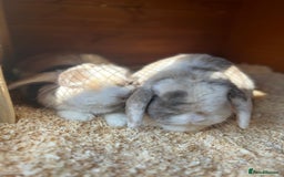 Mini Lop rabbits for sale: brother mini lops - Image 3