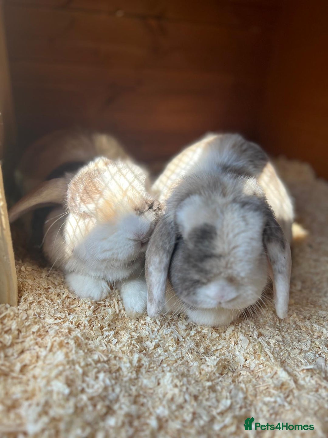 Mini Lop rabbits for sale: brother mini lops - Image 3