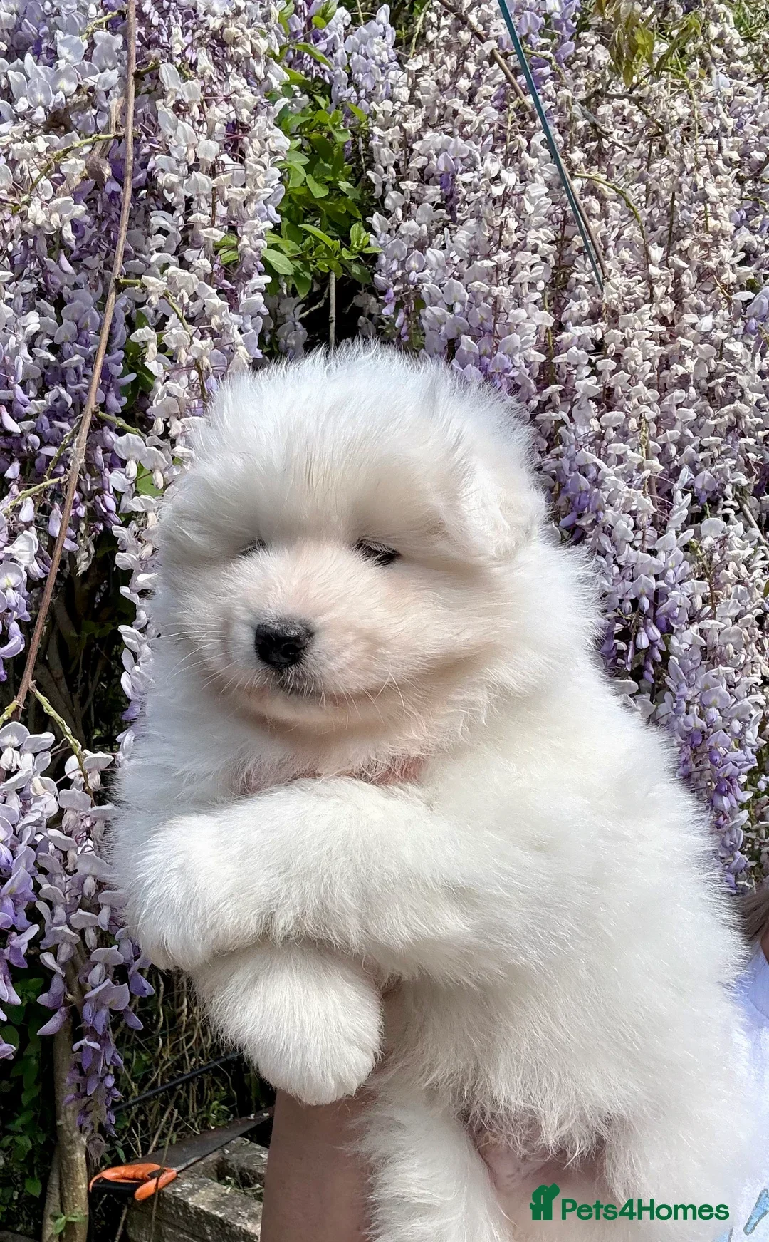 Samoyed dogs for stud: Health Tested, Proven, Show Samoyed for Stud in Exeter - Image 10