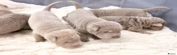 Shar Pei dogs for sale: Fifty Shades Of Lilac Sharpie Pups (5 Boys/3 Girl) - Advert 12