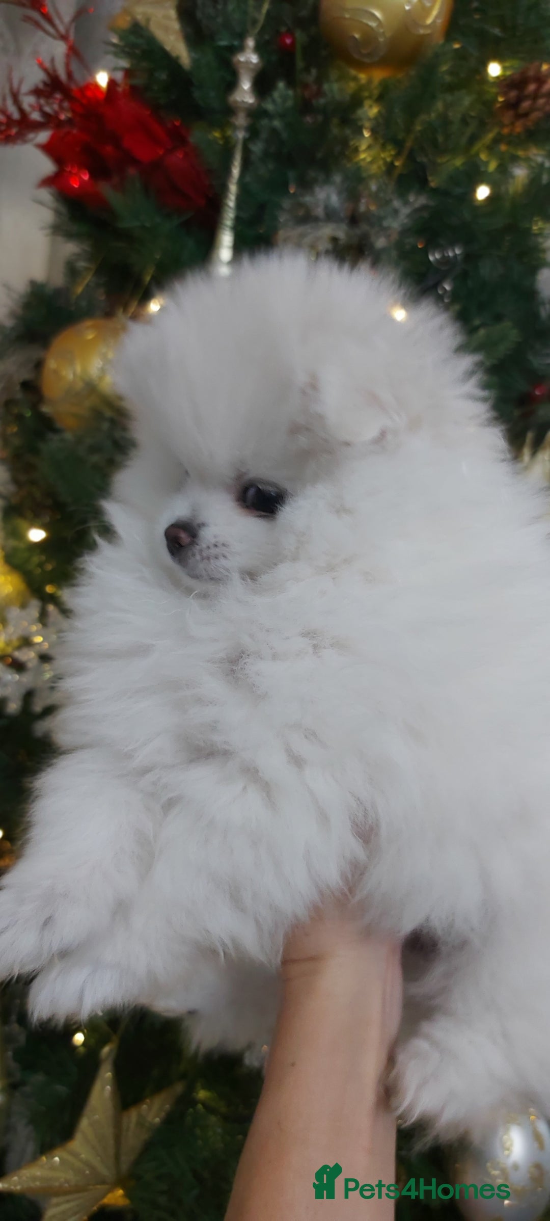 Pomeranian dogs for sale: Russian baby pomeranian(only one girls left) 💕💝  - Advert 8
