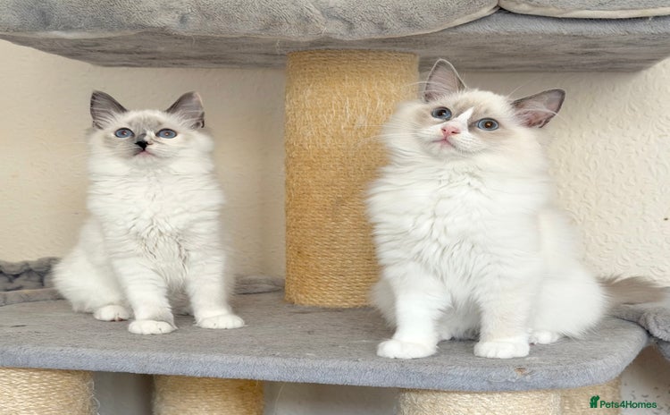 Ragdoll cats - Advert 15