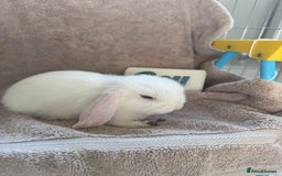Mini Lop rabbits for sale: Friendly mini lop babies ready 14 August - Image 15