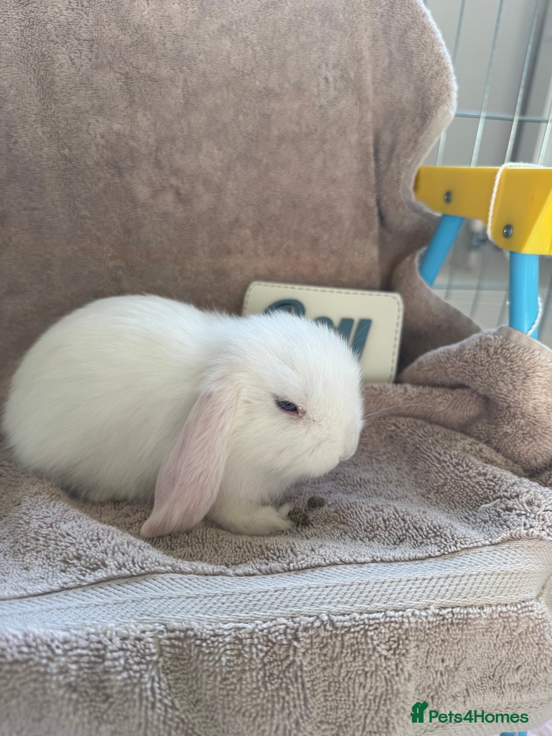 Mini Lop rabbits for sale: Friendly mini lop babies ready 14 August - Image 15