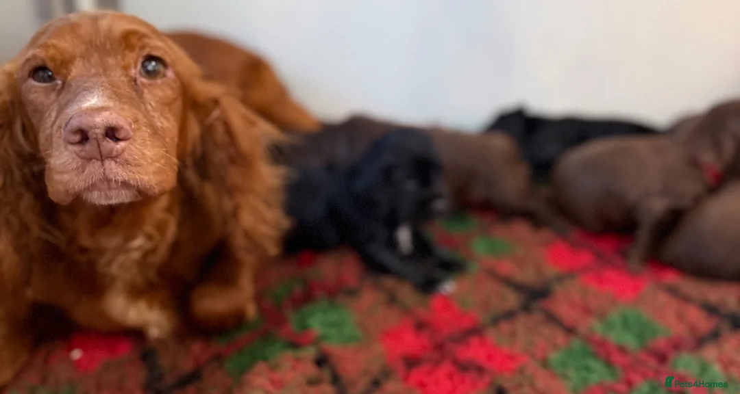 Cocker Spaniel dogs for sale: Kc cocker spaniels  17 DNA HEALTH TESTED  - Advert 2