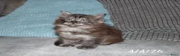 Maine Coon cats for sale: XL Polydactyl Black Smoke Maine Coon - Advert 15