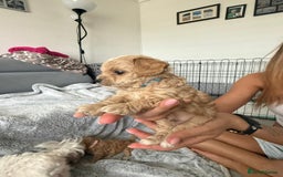 Maltipoo dogs for sale: Beautiful Tiny Maltipoo 3 girls 1 boy  - Image 6