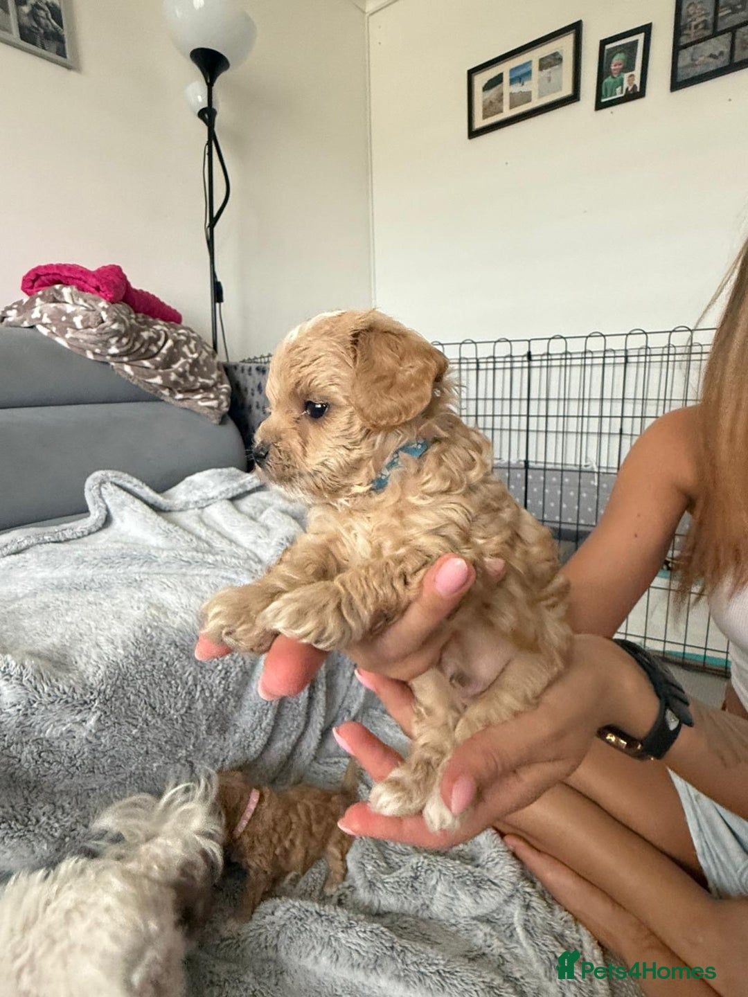 Maltipoo dogs for sale: Beautiful Tiny Maltipoo 3 girls 1 boy  - Image 6