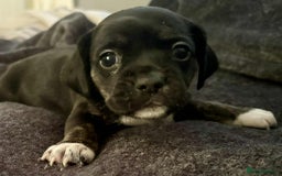 Mixed Breed dogs for sale: Beautiful Frenchie cross dachshund puppies   - Image 3
