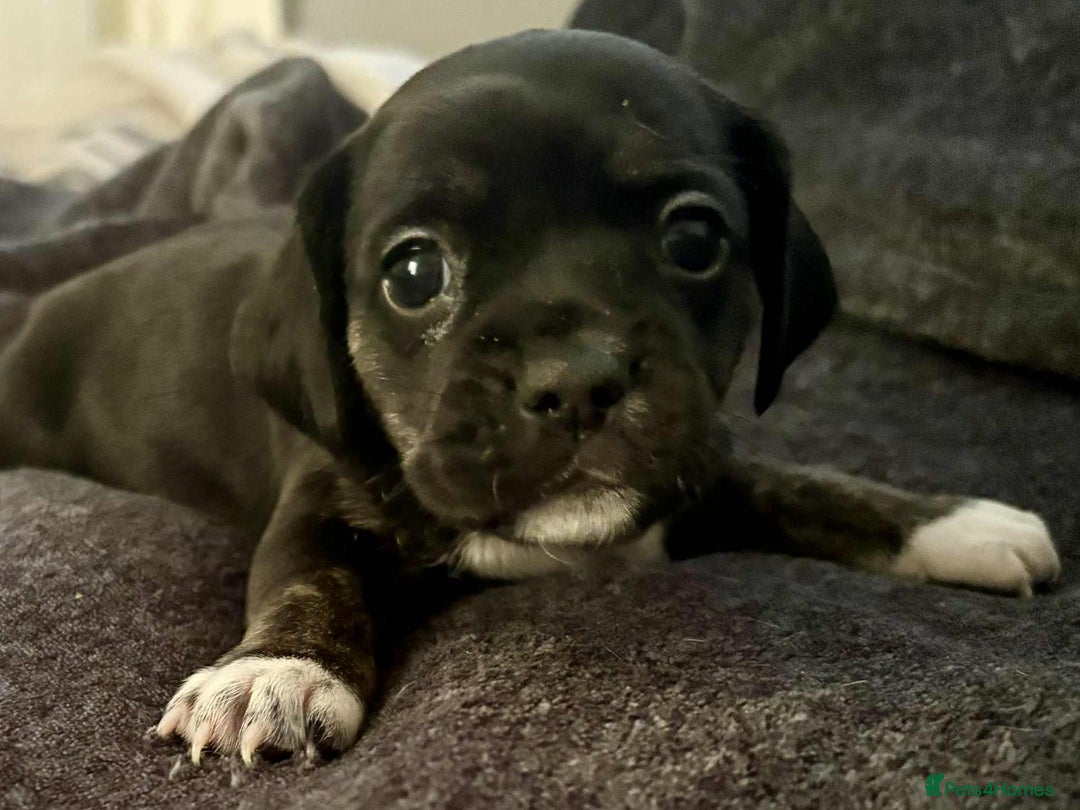 Mixed Breed dogs for sale: Beautiful Frenchie cross dachshund puppies   - Image 3