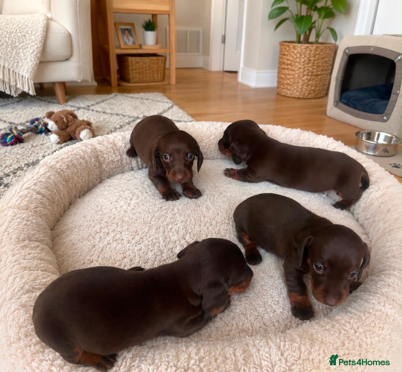 Dachshund dogs dachsands - Advert 5