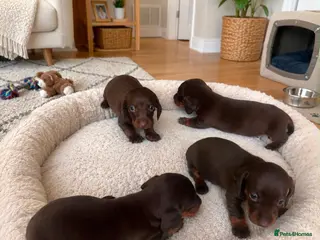 Dachshund dogs dachsands - Advert 5