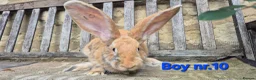 Continental Giant rabbits for sale: VACCINATED Pure Continental Giant  - Advert 7