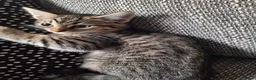 Mixed Breed cats for sale: Adorable tabby kittens ready for a new home - Advert 3