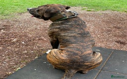 Mixed Breed dogs for sale: Presa x American Bulldog  - Advert 3