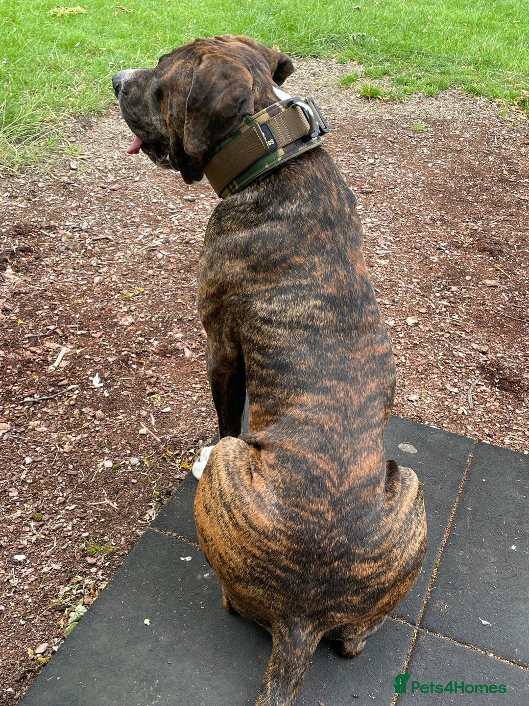 Mixed Breed dogs for sale: Presa x American Bulldog  - Advert 3