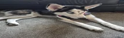 Siberian Husky dogs for sale: Husky puppy 6 months in Leeds - Advert 1