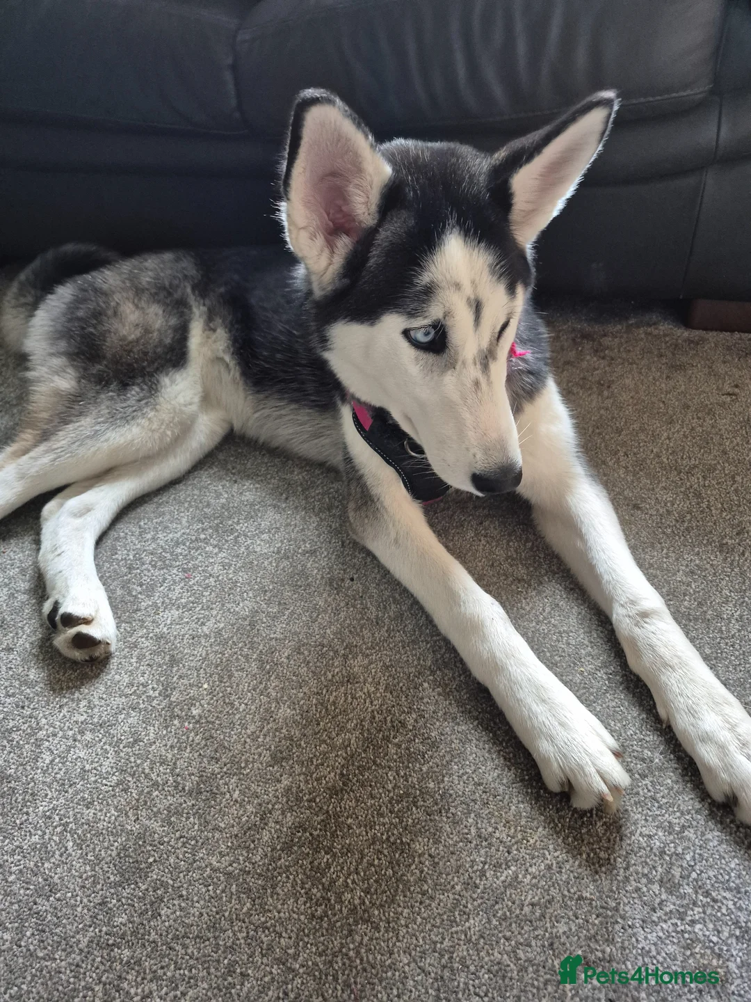 Siberian Husky dogs for sale: Husky puppy 6 months in Leeds - Advert 1
