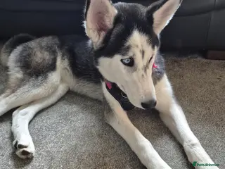 Siberian Husky dogs Husky puppy 6 months - Advert 6