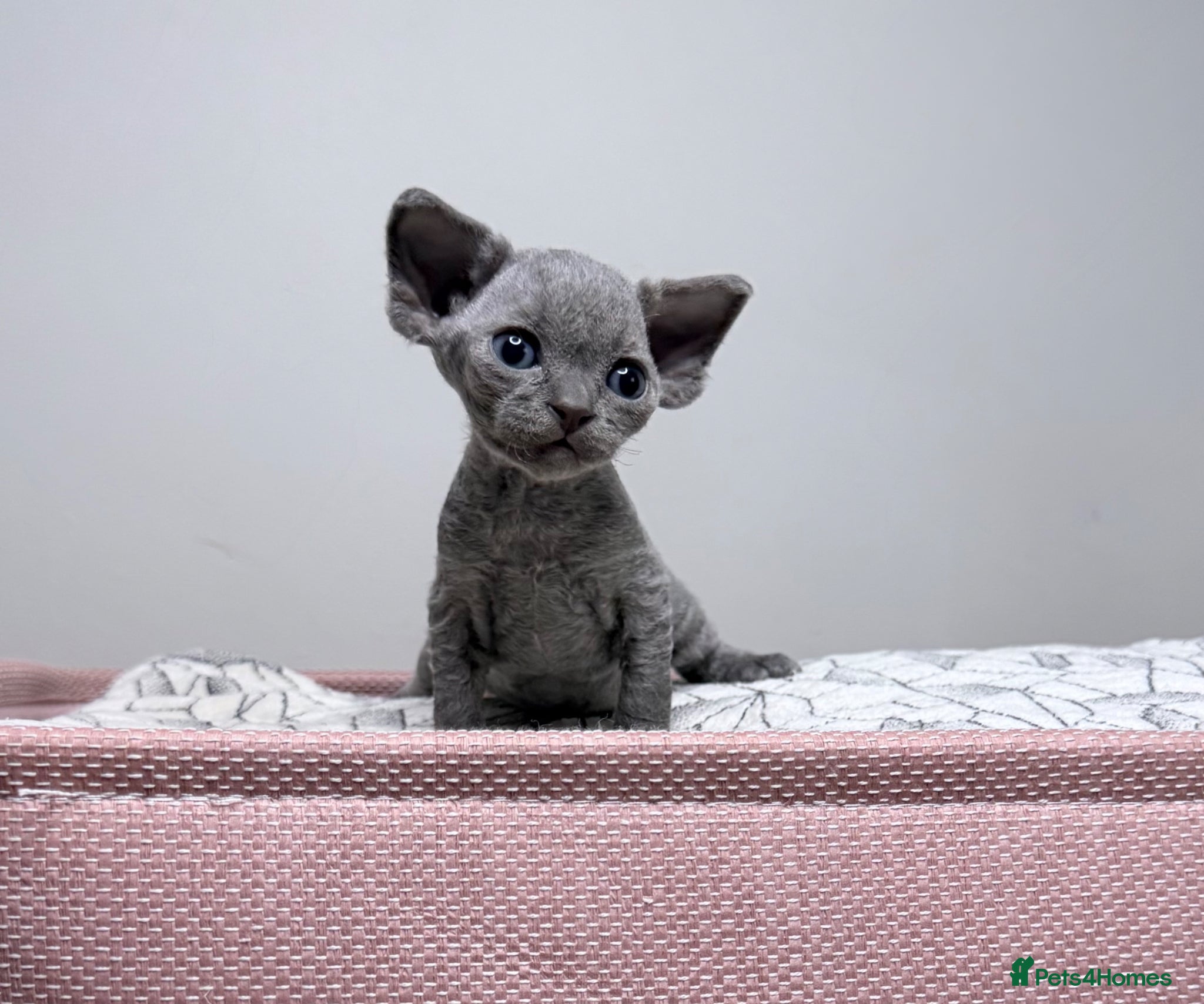 Devon Rex cats Beautiful blue boy and lilac girl!!!!! - Advert 10