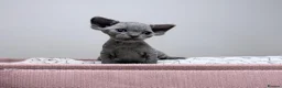Devon Rex cats for sale: Beautiful blue boy and lilac girl!!!!! - Advert 7