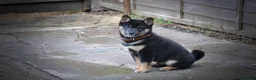 Japanese Shiba Inu dogs for stud: Happy and Healthy Shiba Male Stud available in Woodford Green - Advert 6