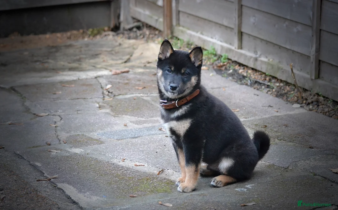 shiba Happy and Healthy Shiba Male Stud available for stud in Woodford
