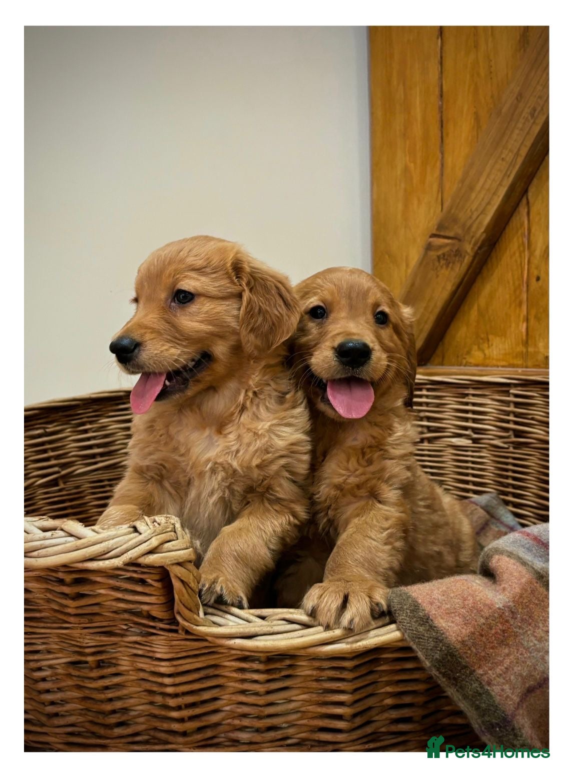 Golden Retriever dogs Quality KC Registered Golden Retriever Puppies - Advert 1