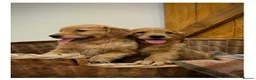 Golden Retriever dogs for sale: Quality KC Registered Golden Retriever Puppies - Advert 3