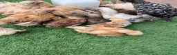 Chickens poultry for sale: Purebred bantam chicks - to point of lay birds - Advert 2