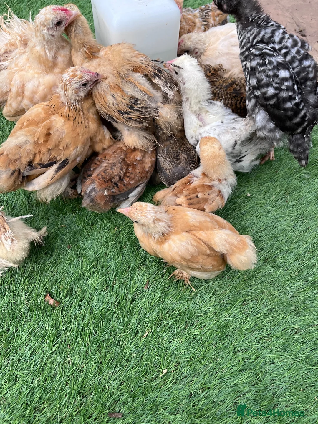 Chickens poultry for sale: Purebred bantam chicks - to point of lay birds - Advert 2