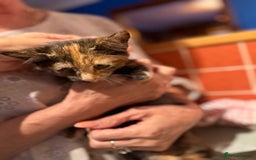 Mixed Breed cats for sale: 2 CUTE TORTOISESHELL GIRLS  - Image 15