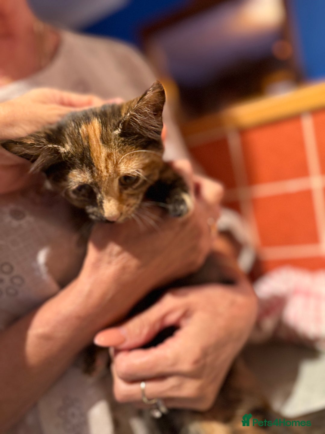 Mixed Breed cats for sale: 2 CUTE TORTOISESHELL GIRLS  - Image 15