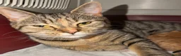Mixed Breed cats for sale: Last Male Kitten To Go - 15/08 - Advert 2