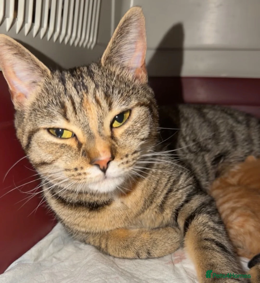 Mixed Breed cats for sale: Last Male Kitten To Go - 15/08 - Advert 2
