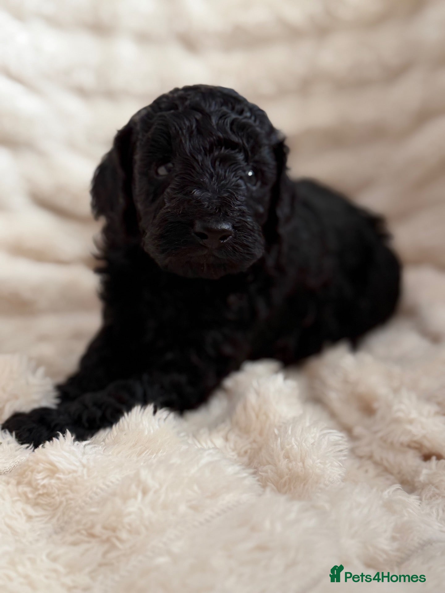 Miniature Poodle dogs Miniature poodle - Advert 5