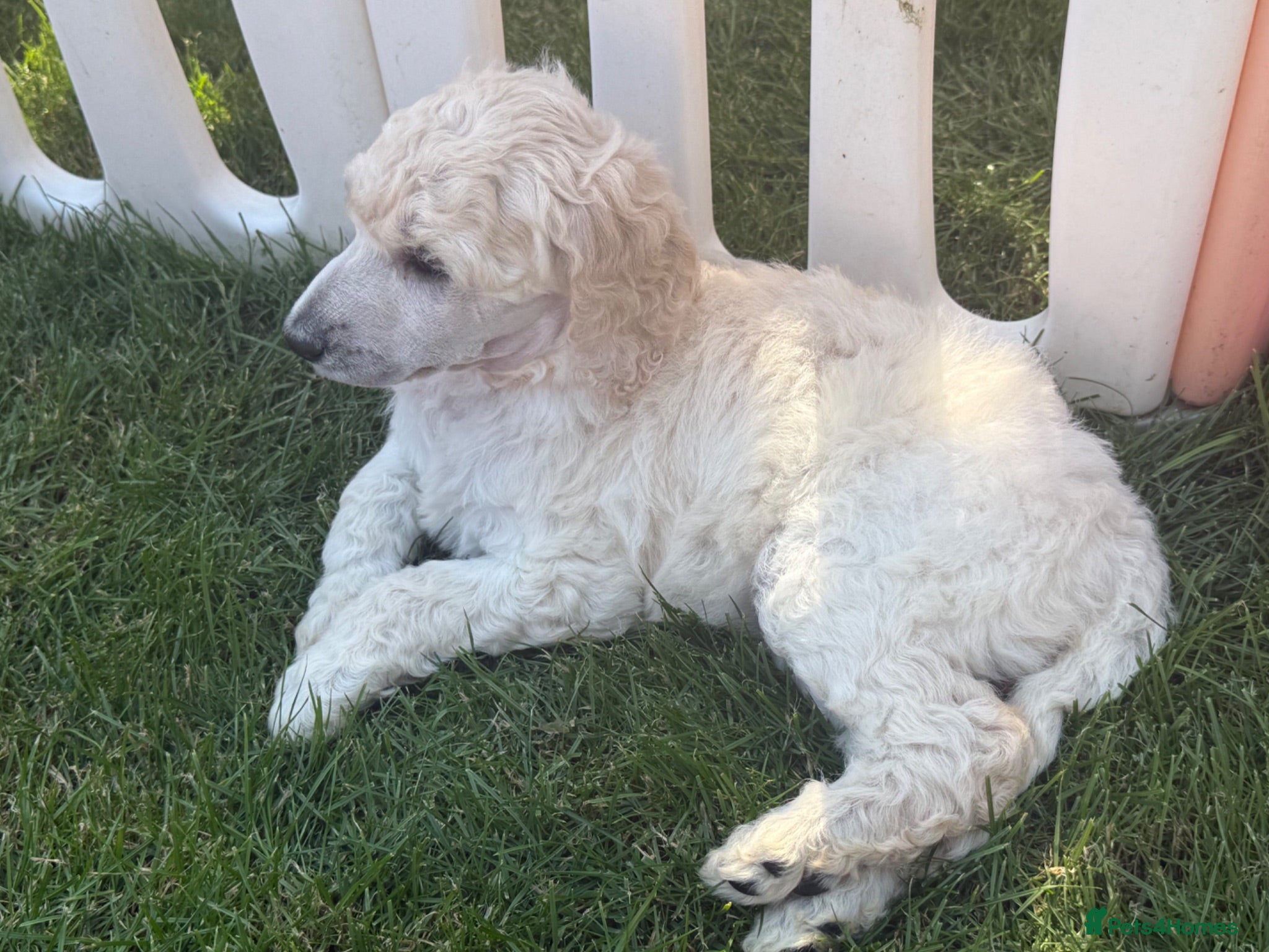 Standard Poodle dogs KC Registered Show Quality Standard Poodle Puppies - Advert 1