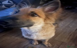 German Shepherd dogs for sale: German shepherd 4mnths old - Image 3