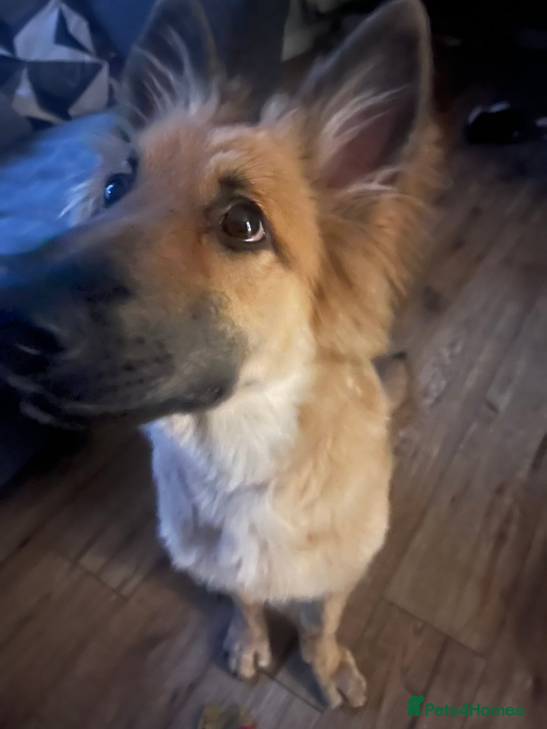 German Shepherd dogs for sale: German shepherd 4mnths old - Image 3