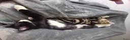 Mixed Breed cats for sale: Brother and sister - Advert 5