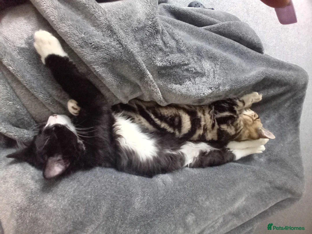 Mixed Breed cats for sale: Brother and sister - Advert 5