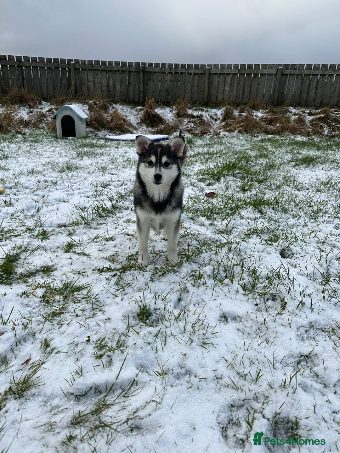 Pomsky dogs for sale: F3 perfect husky markings male Pomsky puppy  - Advert 4