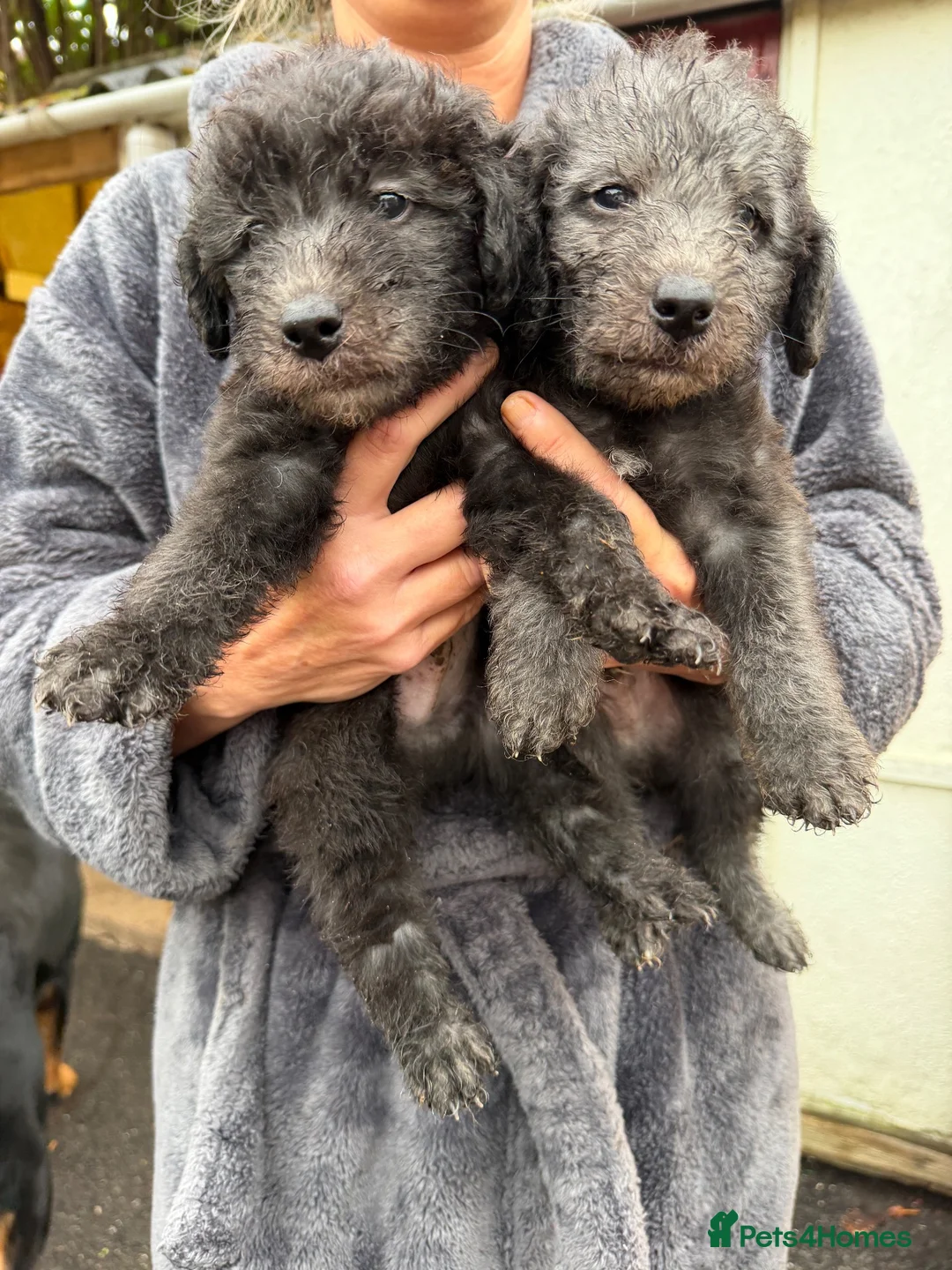Bedlington Terrier dogs for sale: Bedlington terrier pups  in Derby - Advert 2