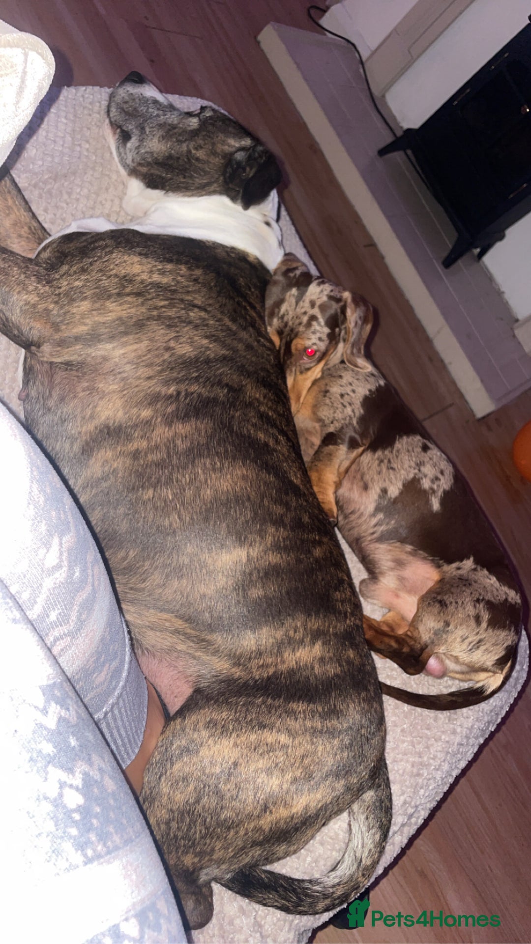 Dachshund dogs for sale: Miniture daschaund - Advert 4