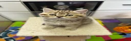 British Shorthair cats for sale: Beautiful  British Shorthair kittens 🐾 - Advert 9