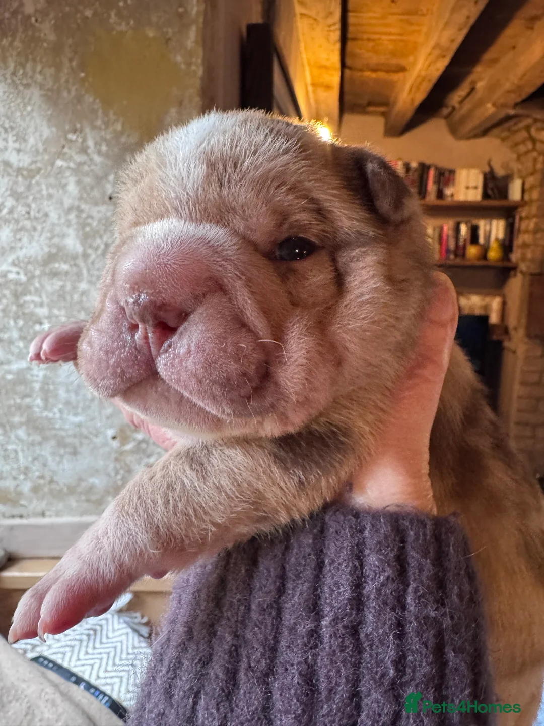 Shar Pei dogs for sale: Stunning Bullpei Puppies (Sharpei/English Bulldog) - Advert 19